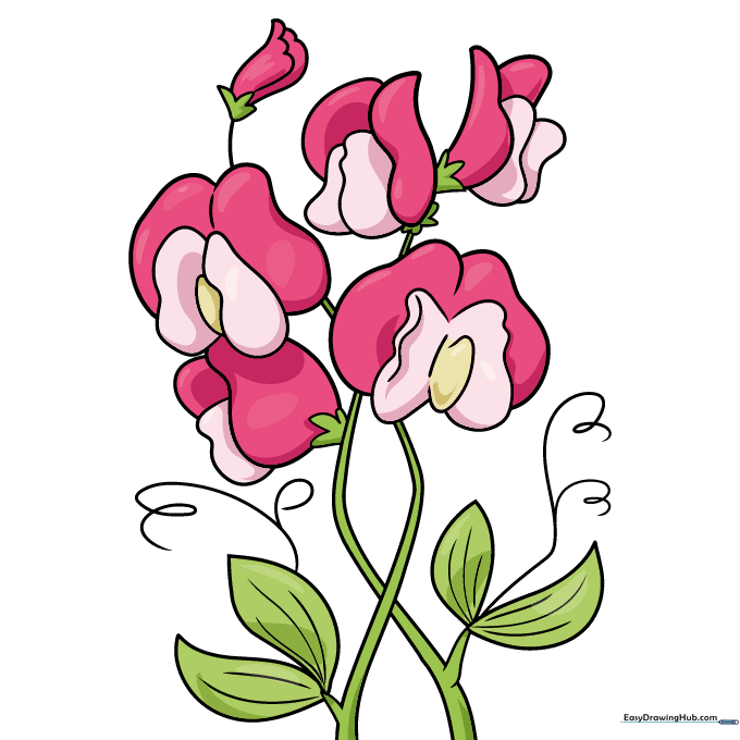 Completed sweet pea drawing with vibrant colors applied.