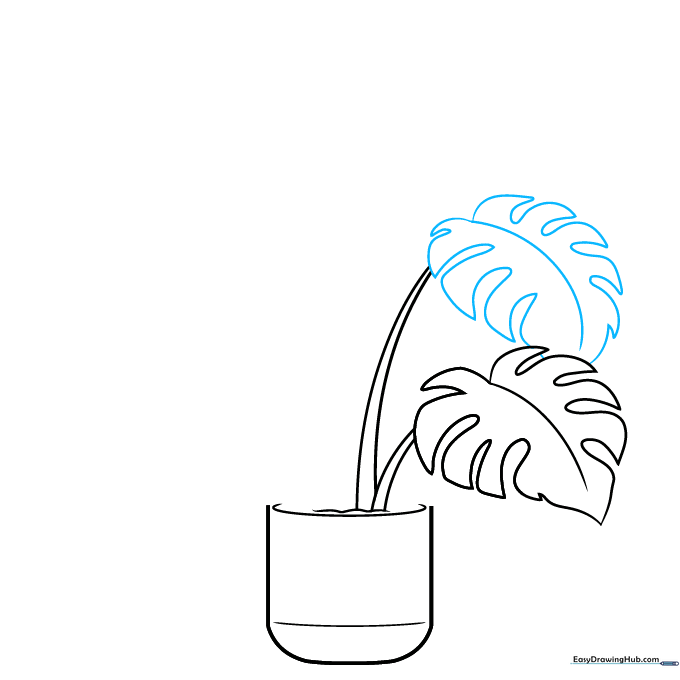 Two distinct Monstera leaves drawn with central veins.