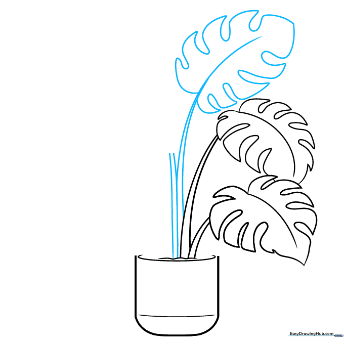 Drawing showing multiple stems extending from the pot to prepare for more leaves.
