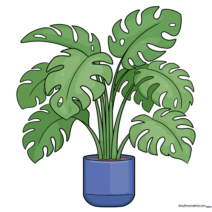 Final colored illustration of a vibrant Swiss Cheese plant in a pot.