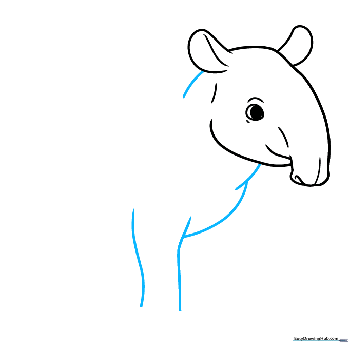 The tapir's head connected to the neck and front chest area using smooth, overlapping lines.