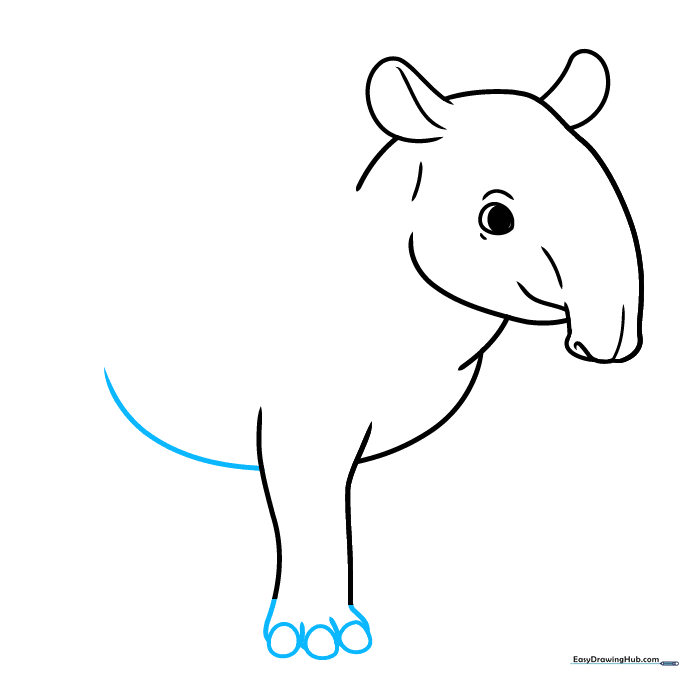 The tapir's front leg with three toes and the beginning of the belly line.
