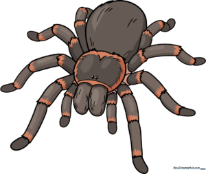 How to Draw a Tarantula: Easy 9-Step Guide for Kids