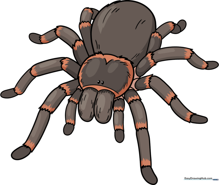 Colorful cartoon tarantula drawing, perfect for kids' art projects.