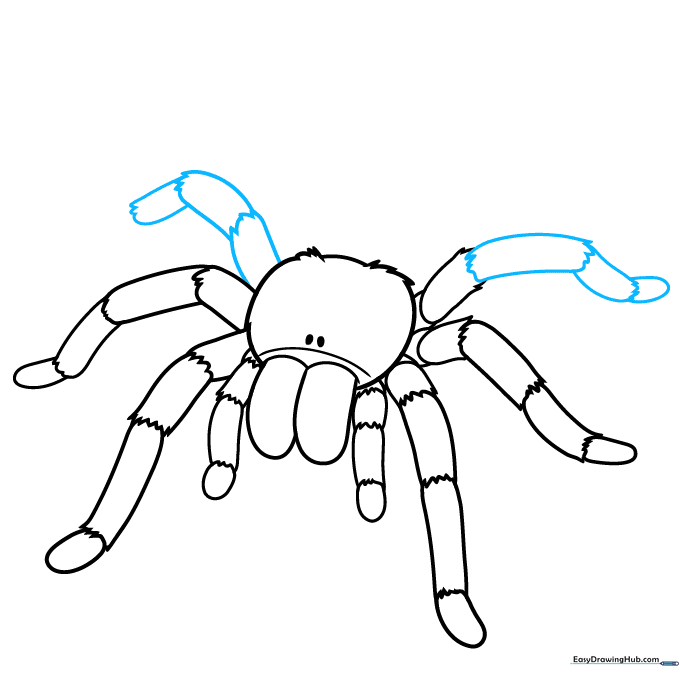 Adding the third pair of legs to the tarantula drawing.