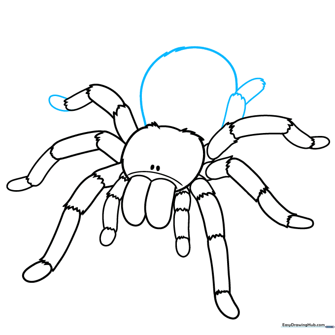 Drawing the large round abdomen and adding the seventh leg.