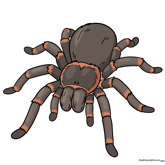 A fully colored, friendly cartoon tarantula.