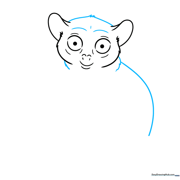 Pencil outline showing the top of the tarsier's head and the curve of its back.