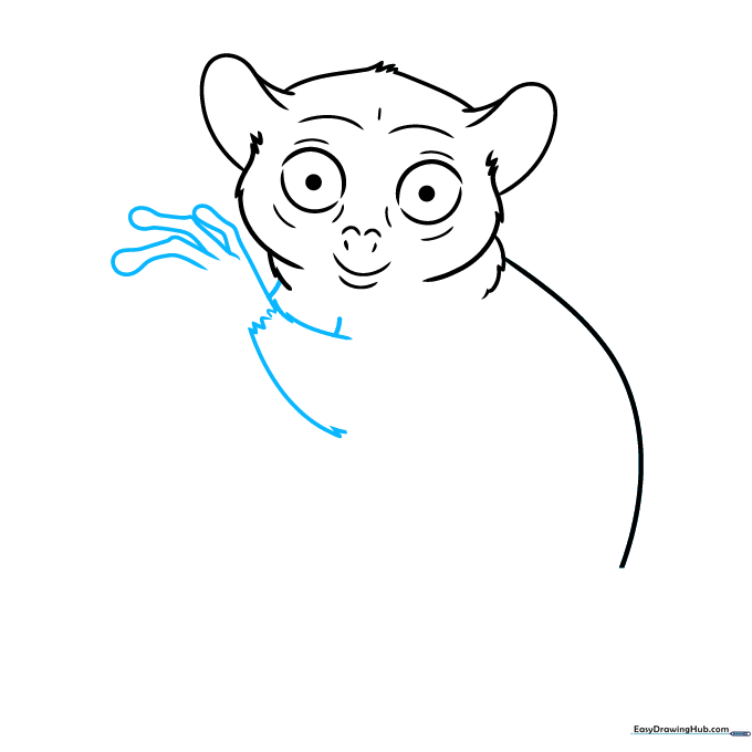 Step-by-step drawing of a tarsier's arm and long, slender fingers.