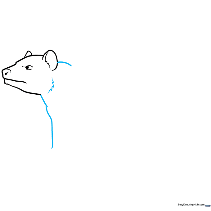 Illustration showing the neck and shoulder area being connected with scruffy fur lines.