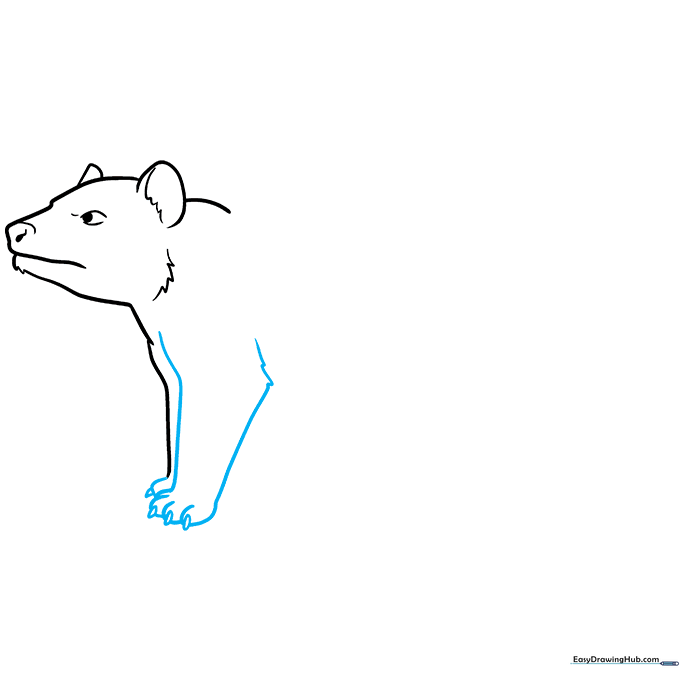 Step-by-step drawing of a front leg with small claws and textured fur at the elbow.