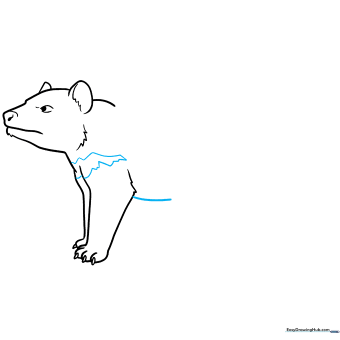 Drawing showing the belly curve and the characteristic white chest patch on the animal.