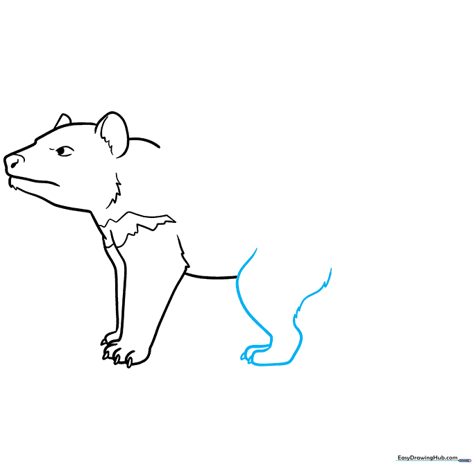 Drawing of the rear leg with claws and fur texture, showing proper anatomical placement.