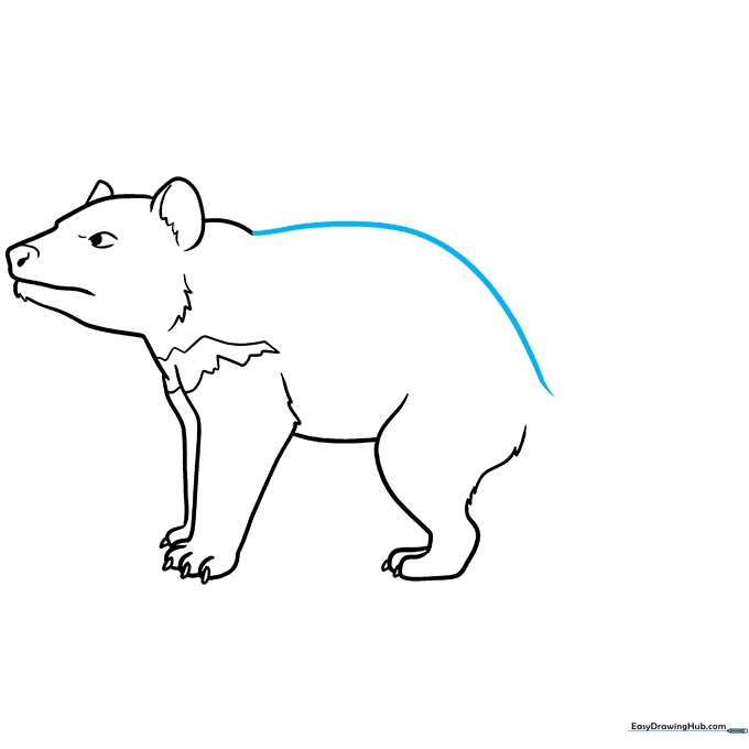 Illustration showing the long, smooth back line connecting the head to the rear leg.