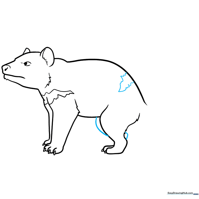 Drawing showing the second rear leg and additional fur texture details on the back.