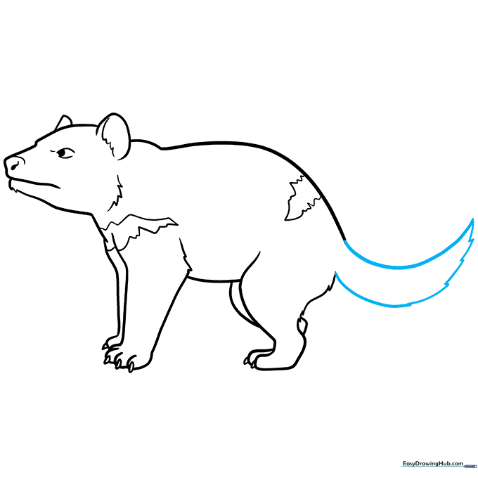 Final line art showing the completed Tasmanian devil with a bushy, textured tail.