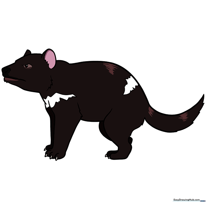 Fully colored cartoon Tasmanian devil with black fur, white chest patch, and pink ear details.