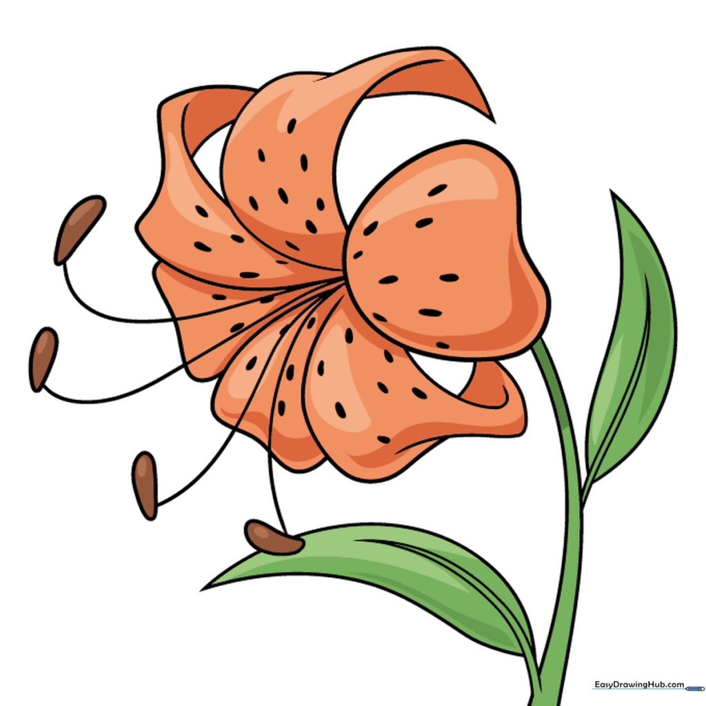 A fully colored tiger lily drawing with orange petals and dark red spots.