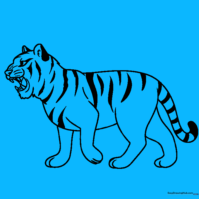 Finalizing the tiger's outline with stripes on the belly and legs.