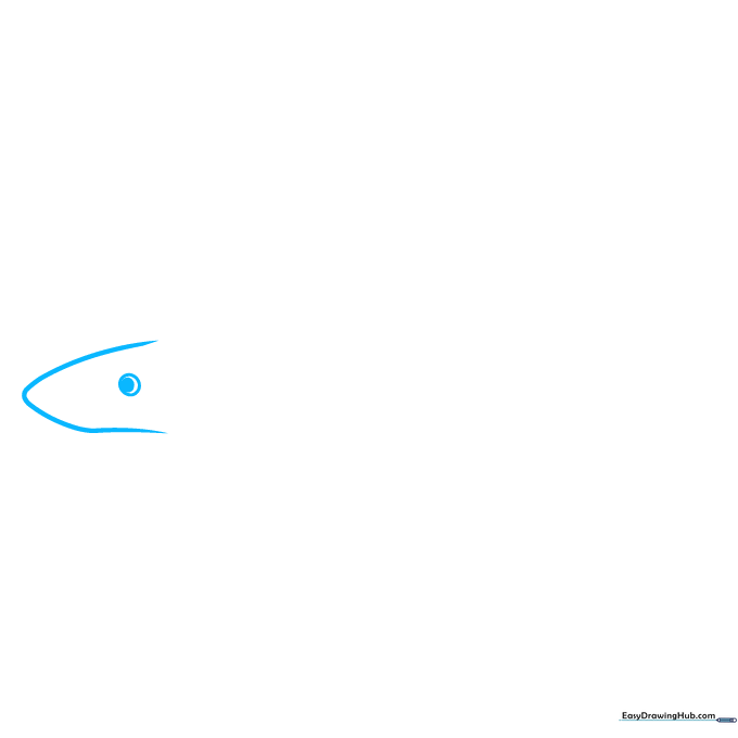 Pencil sketch showing the initial arrow-shaped snout and circular eye of a tiger shark.