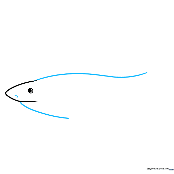Drawing the dorsal profile and jawline of the tiger shark.
