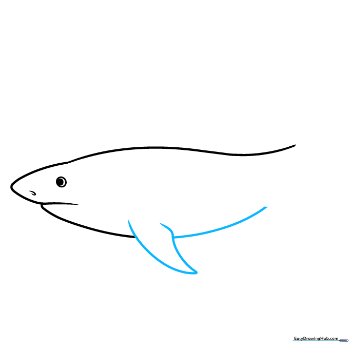 Adding the large pectoral fin to the underside of the shark's body.