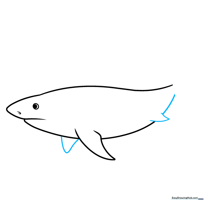 Sketching the smaller pelvic and dorsal fins along the shark's belly.