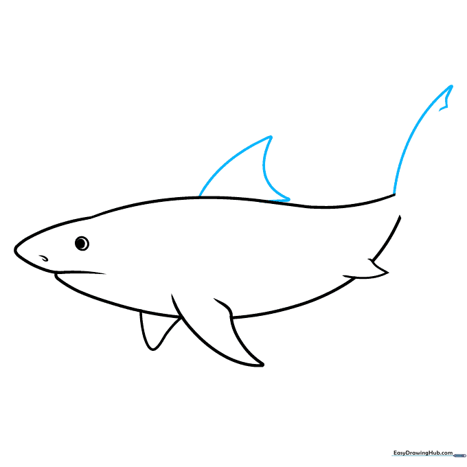 Drawing the large top dorsal fin and the base of the tail.