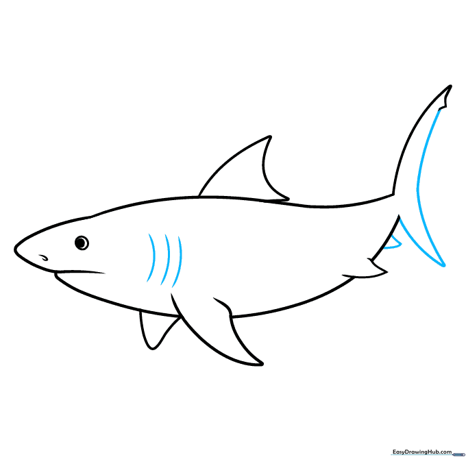 Adding the tail structure and gill slits to the shark's side.