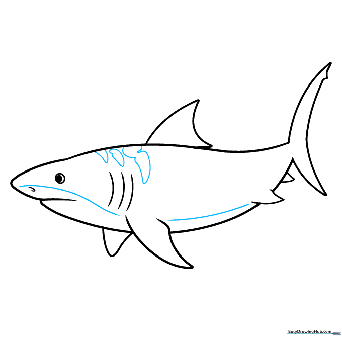 Adding the characteristic tiger shark stripes and body contours.
