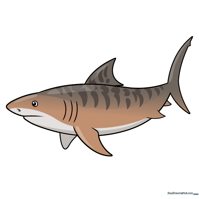 Finished tiger shark drawing colored with brown, gray, and blue tones.