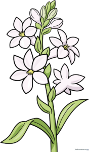 A completed, colorful illustration of a tuberose plant, showcasing the final result of the tutorial.