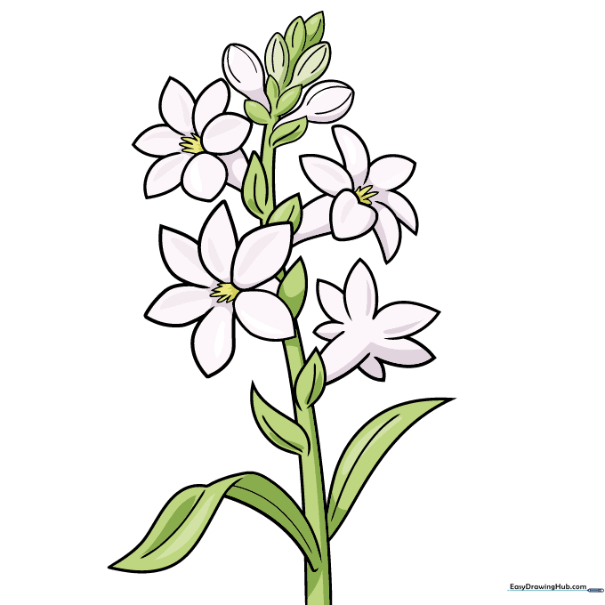 A fully colored tuberose drawing with green stems and shaded white petals.