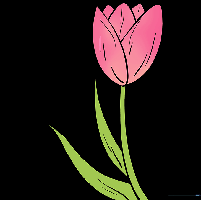 A fully colored, vibrant red tulip with green leaves.