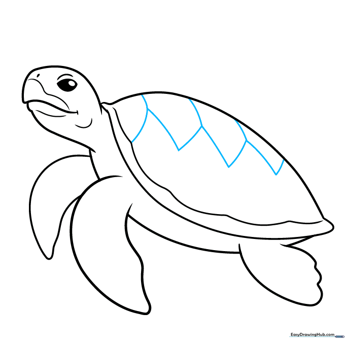 Drawing the pentagon pattern on the turtle's shell.