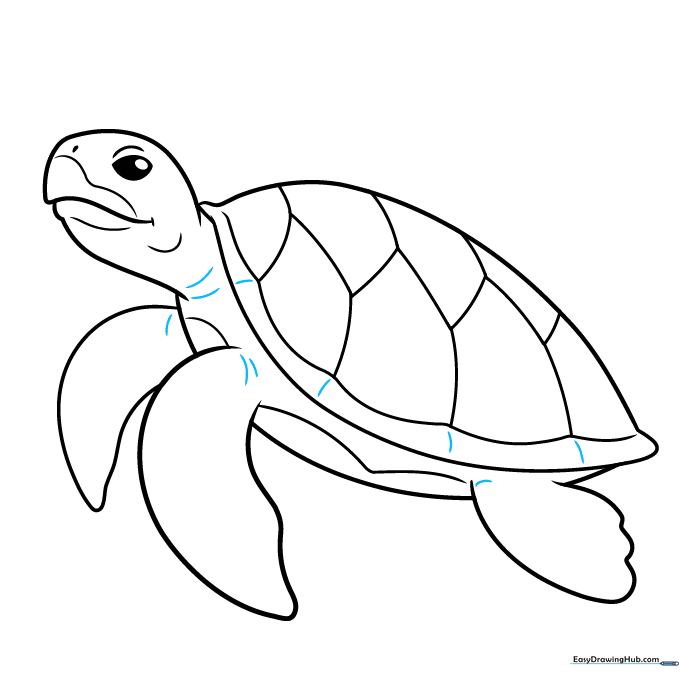 Adding final texture lines to the turtle's skin and shell.