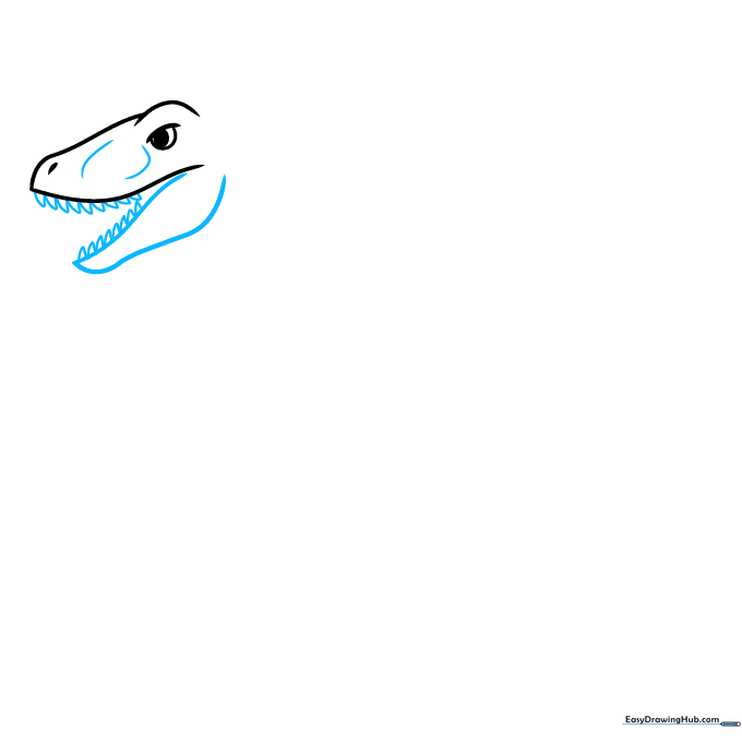 Drawing the lower jaw of the Velociraptor with sharp, triangular teeth.