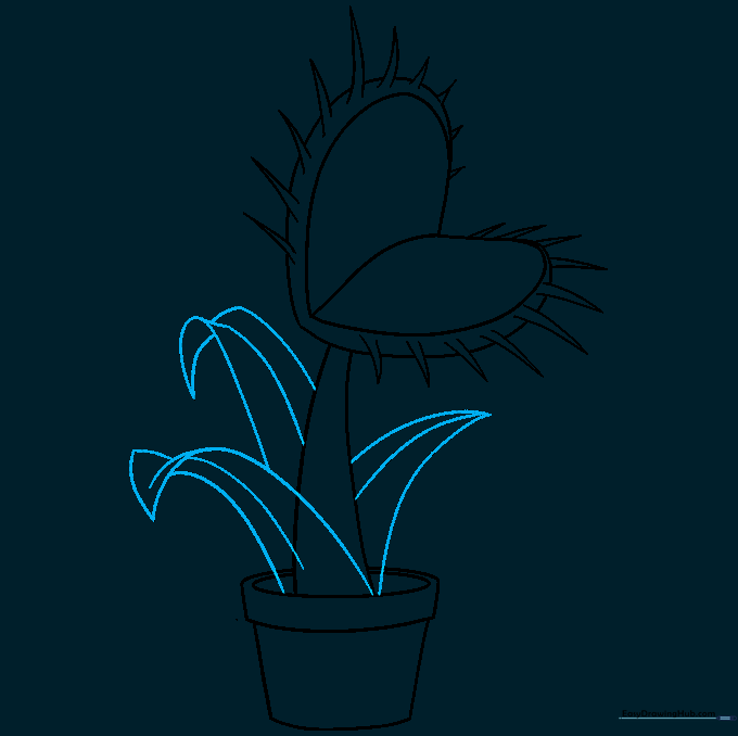 Drawing long, veined leaves extending from the base of the plant.