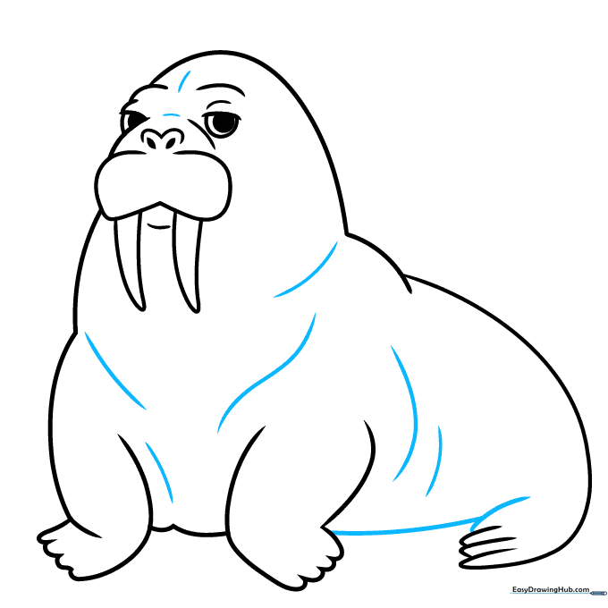 Refining the body contour and tail of the walrus.