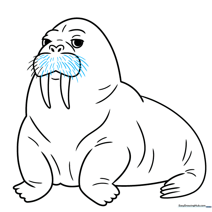 Finalizing the walrus outline with clear whisker lines.
