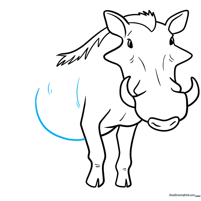 Drawing the curved line for the warthog's belly.
