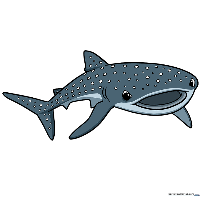Finished, colored illustration of a friendly whale shark.