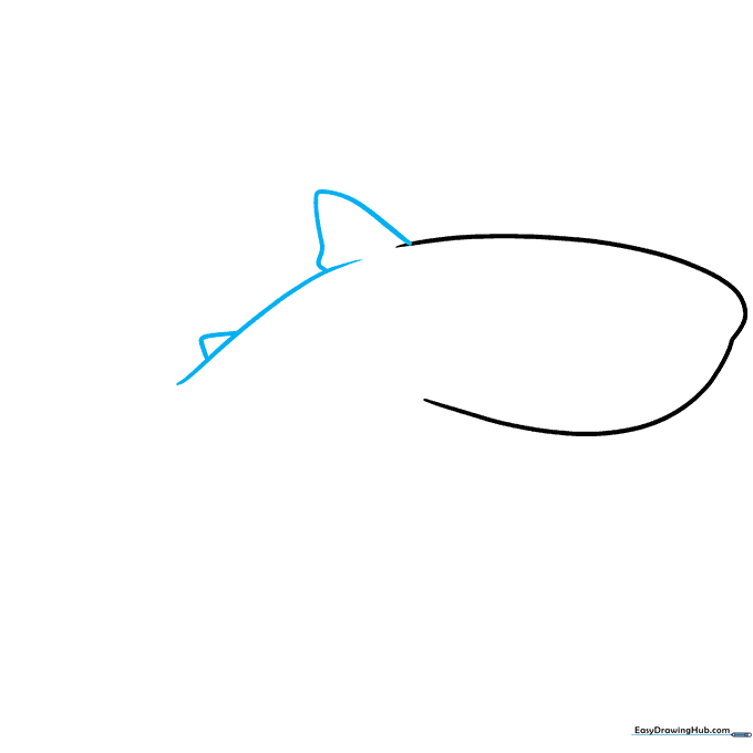 Drawing showing the addition of two triangular dorsal fins along the shark's back.