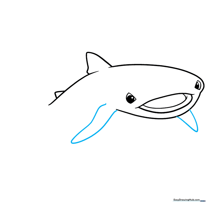 Drawing showing the large pectoral fins attached to the sides of the shark's body.