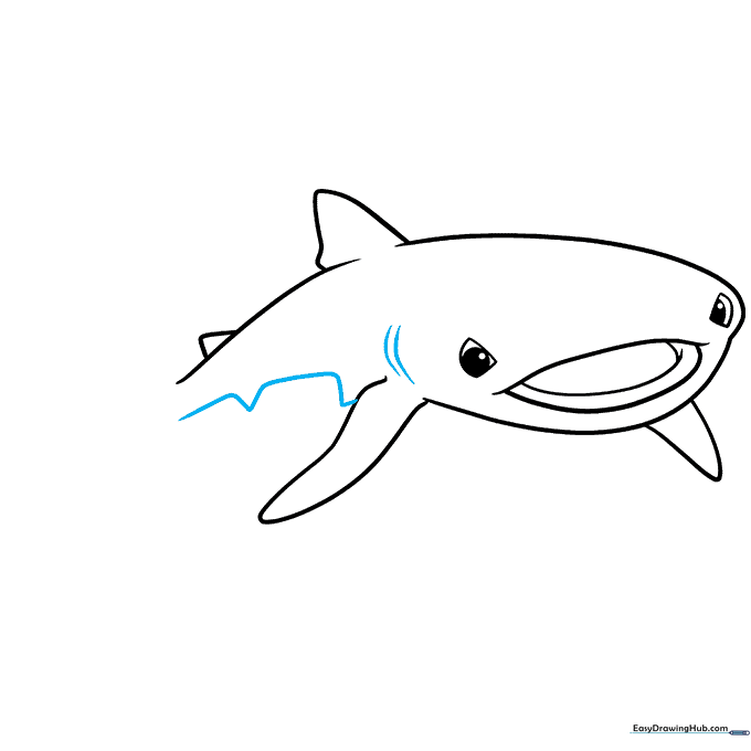 Sketch showing the gill slits and the elongated body shape of the whale shark.