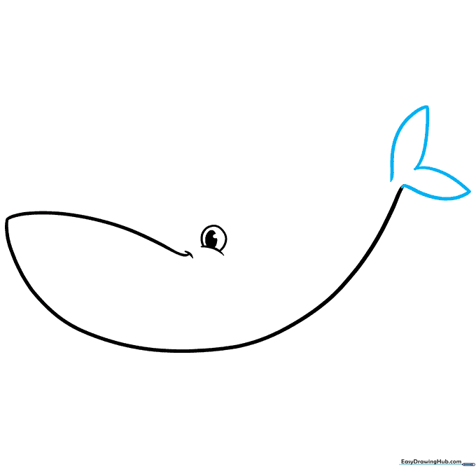 Adding the wide, triangular tail flukes to the back of the whale's body.