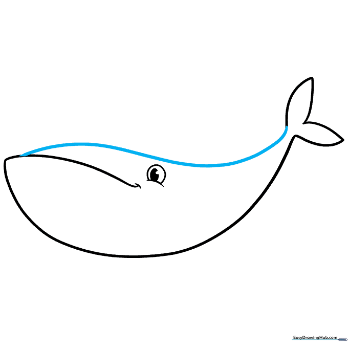 Connecting the head to the tail with a long, arched line forming the whale's back.