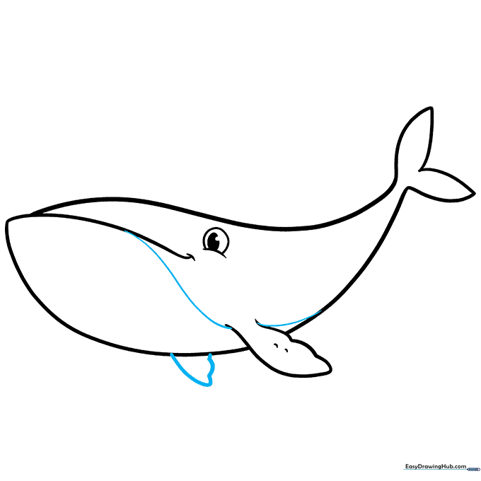 Adding a second, smaller fin partially hidden behind the whale's belly.