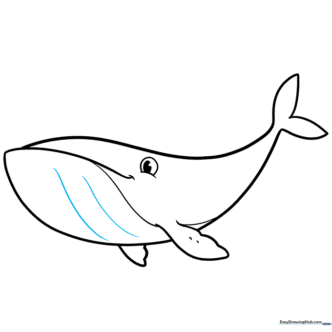 Adding horizontal lines to the whale's belly to show texture and detail.