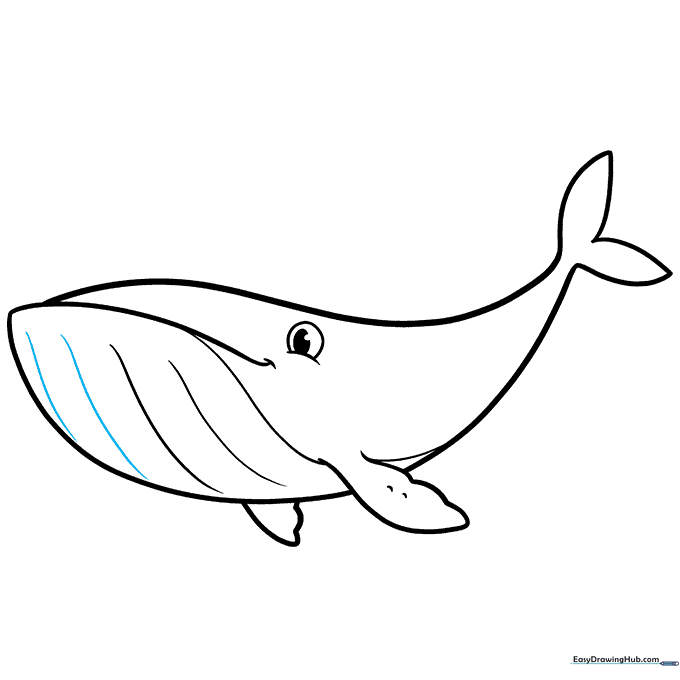 Adding additional contour lines to the whale's belly for more detail.